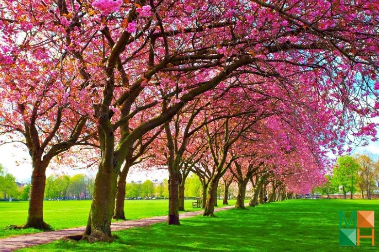 Tranh dán tường Hàn Quốc 3d khổ lớn tại Hà Nội NA - 252